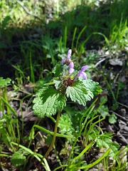 lamium amplexicaule